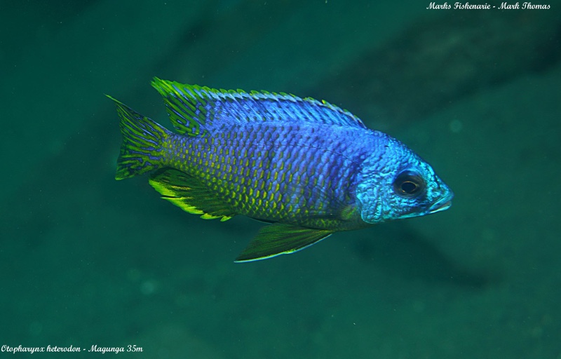 Otopharynx heterodon 'Magunga'